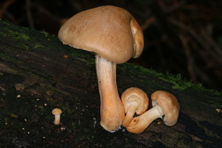 Gymnopilus hybridus