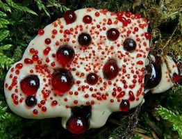 Hydnellum peckii