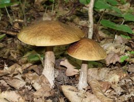 Leccinum carpini