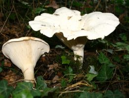 Leucopaxillus giganteus