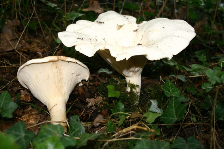 Leucopaxillus giganteus