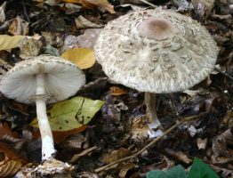 Macrolepiota rhacodes