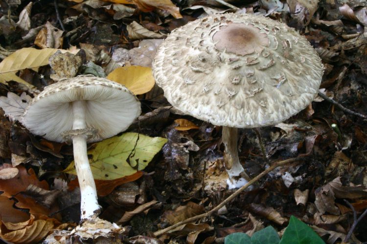 Macrolepiota rhacodes