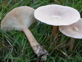 Clitocybe geotropa