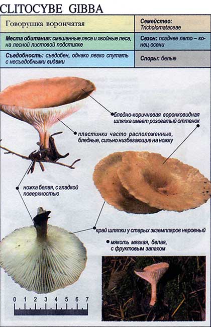 Говорушка ворончатая