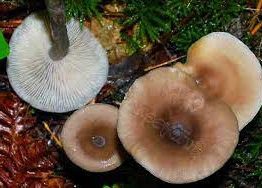 Clitocybe cyatiforvis