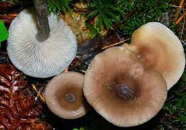 Clitocybe cyatiforvis