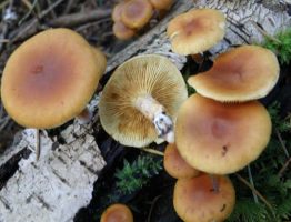 Gymnopilus penetrans