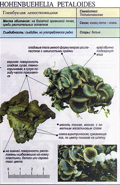 Гоенбуелия лепестковидная