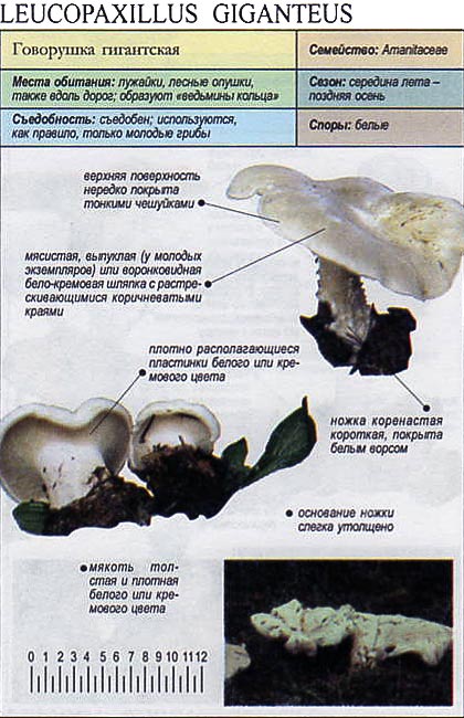 Говорушка гигантская